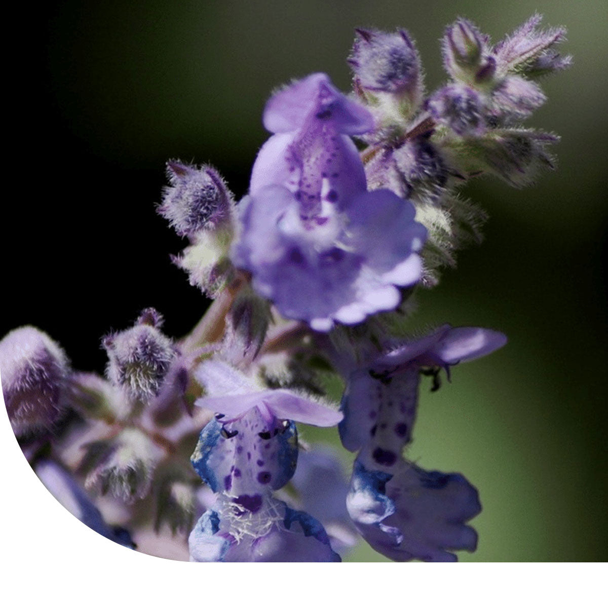 MRS Seeds & Mixtures Blauw Kattenkruid - Nepeta mussinii