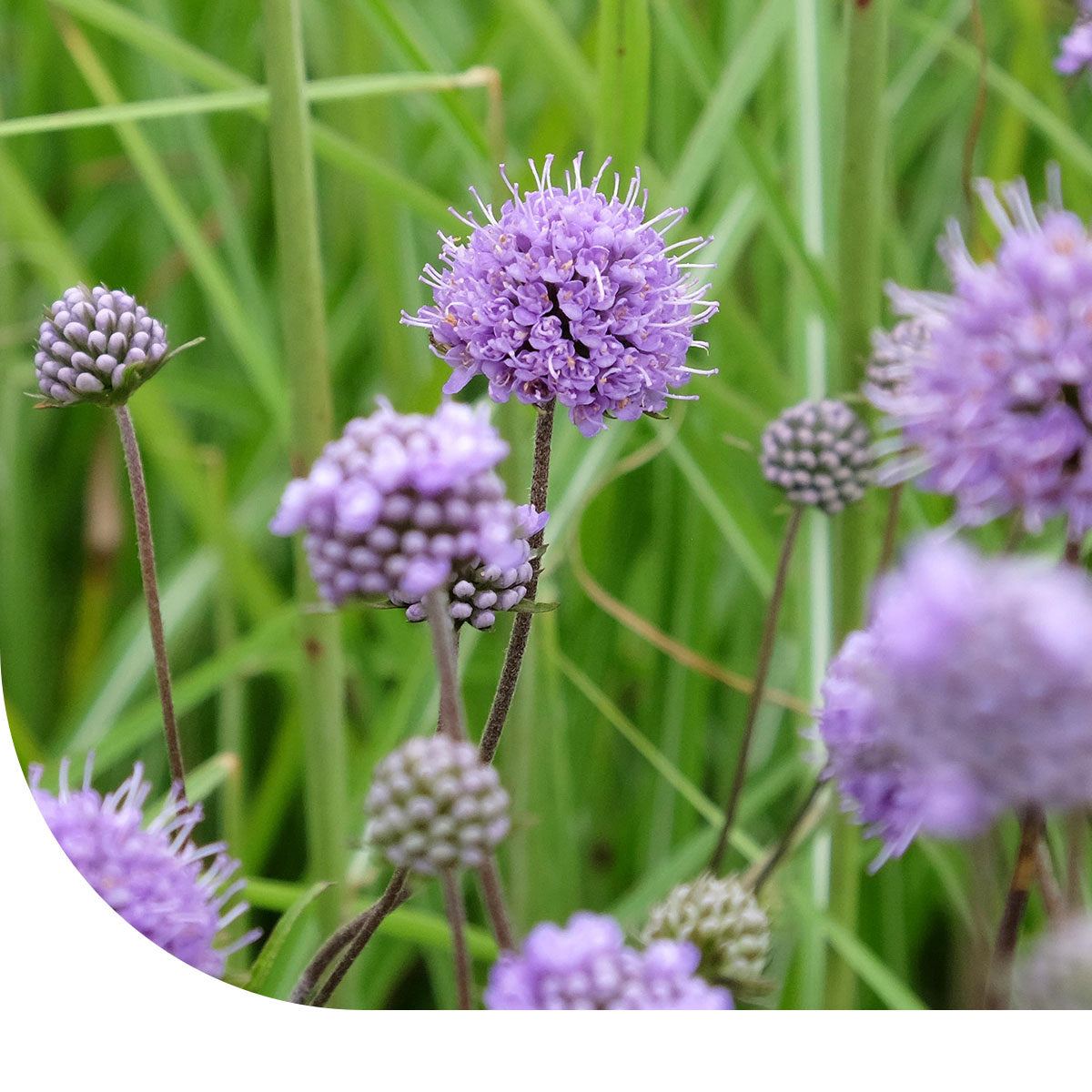 MRS Seeds & Mixtures Blauwe knoop - Succisa pratensis [nl]