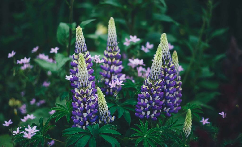 MRS Seeds & Mixtures Blauwe Lupine - Lupinus angustifolius