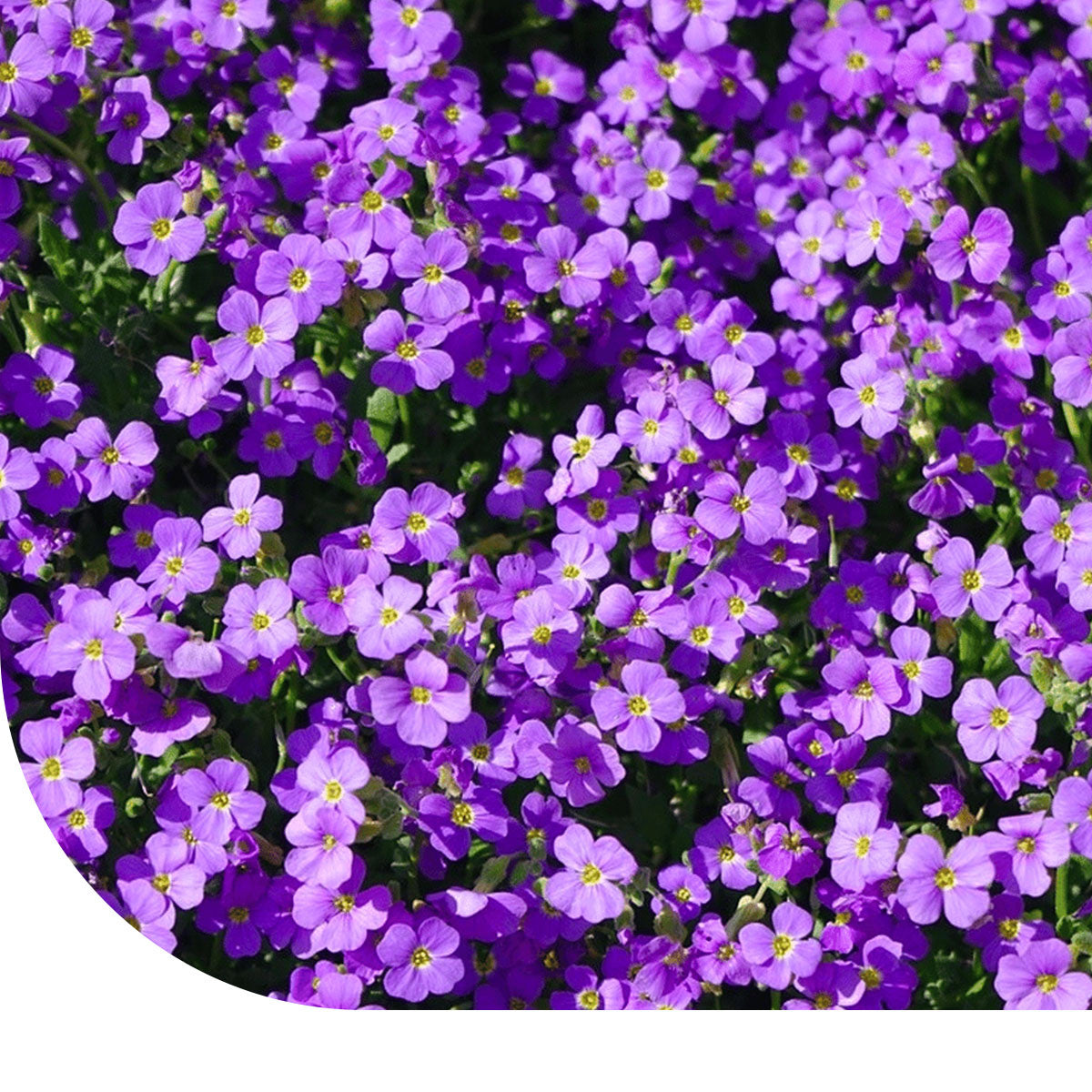 MRS Seeds & Mixtures Blauwkussen - Aubrieta hybridia mix