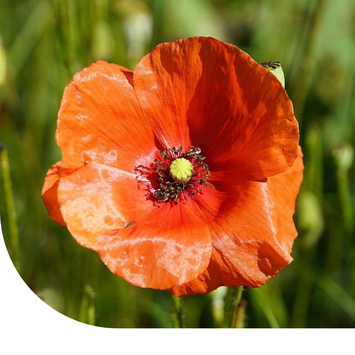 MRS Seeds & Mixtures Bleichmohn - Papaver dubium [de]