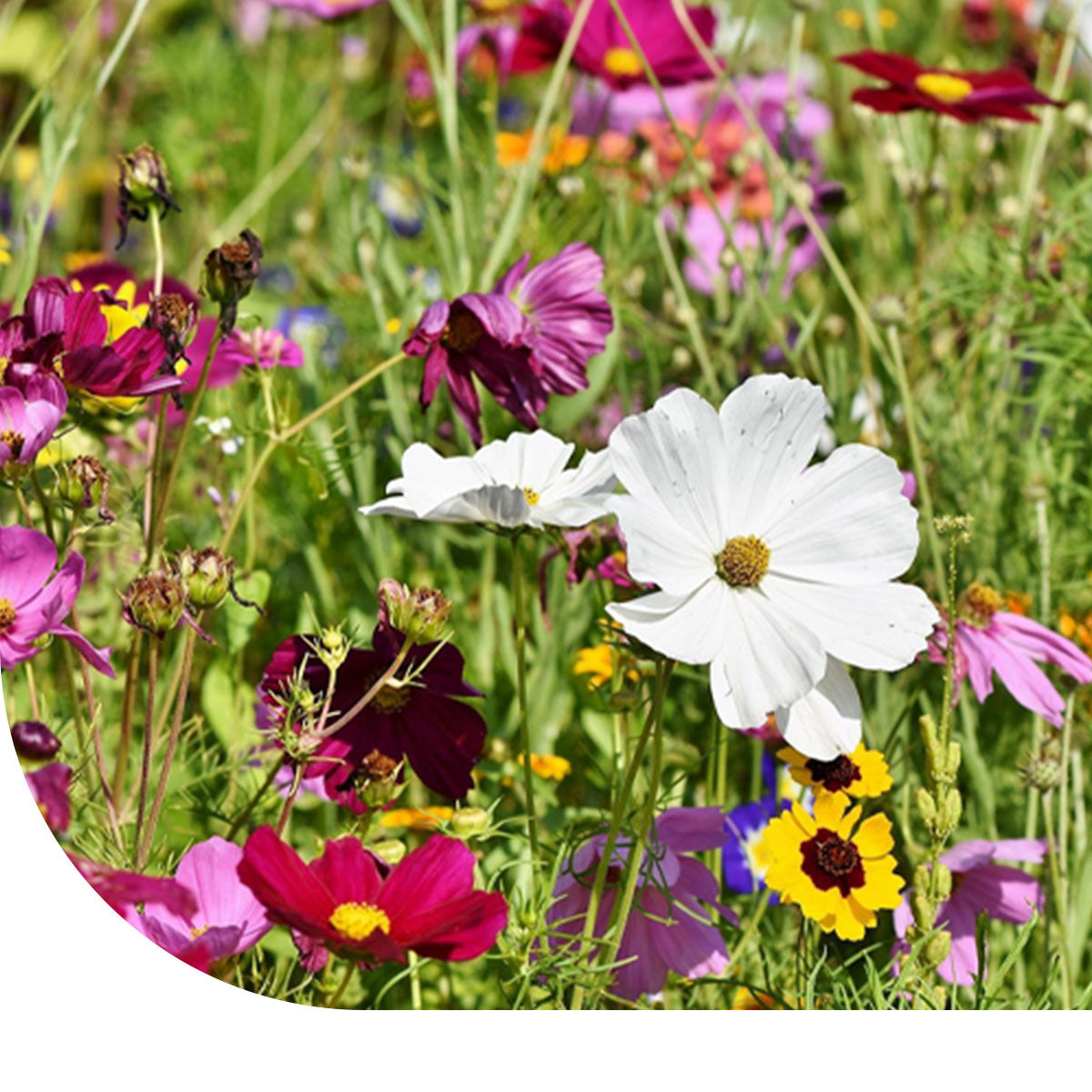 MRS Seeds & Mixtures Bloemenmengsel voor Vlinders - Laag