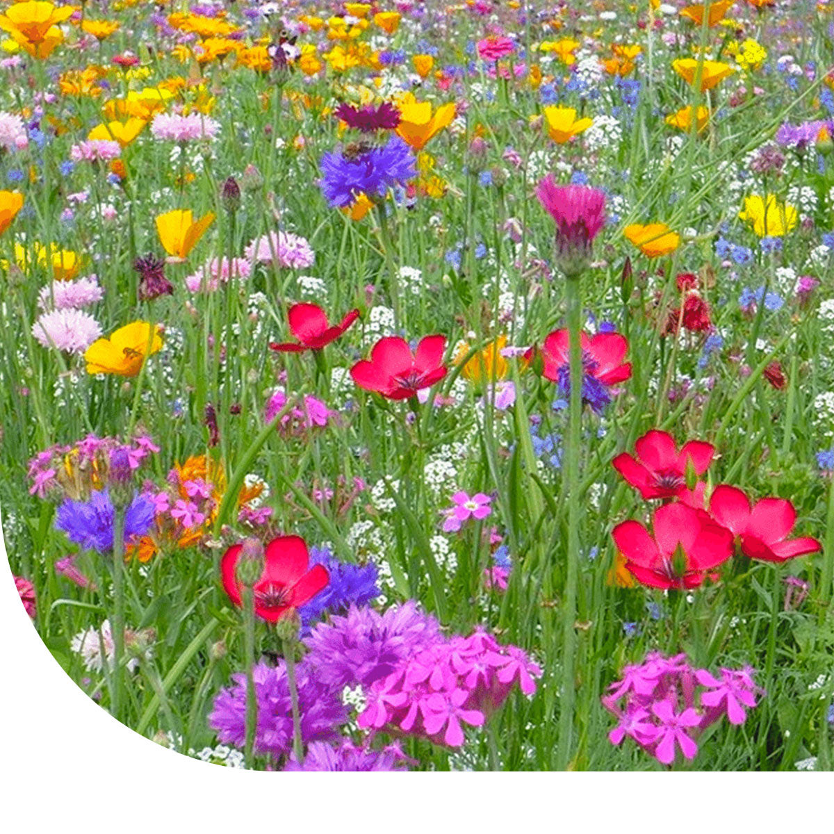 MRS Seeds & Mixtures Bloemenweide met Graszaad [nl]