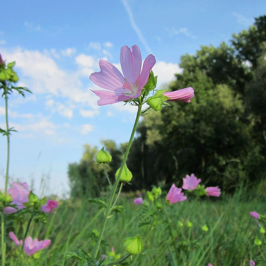 MRS Seeds & Mixtures Bosrand Bloemenmengsel Inheems - Meerjarig