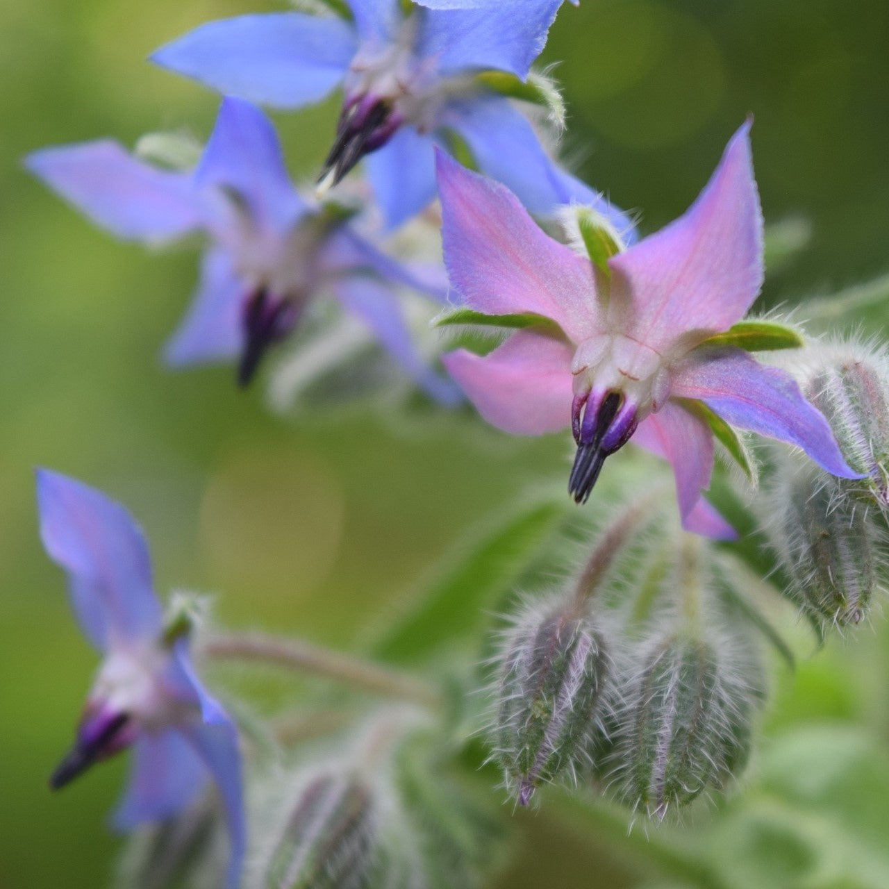 MRS Seeds & Mixtures Bourrache - Borago officinalis [fr]