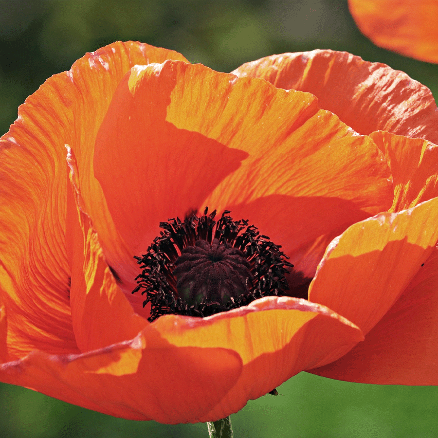 MRS Seeds & Mixtures Brandenburger Bijenmengsel