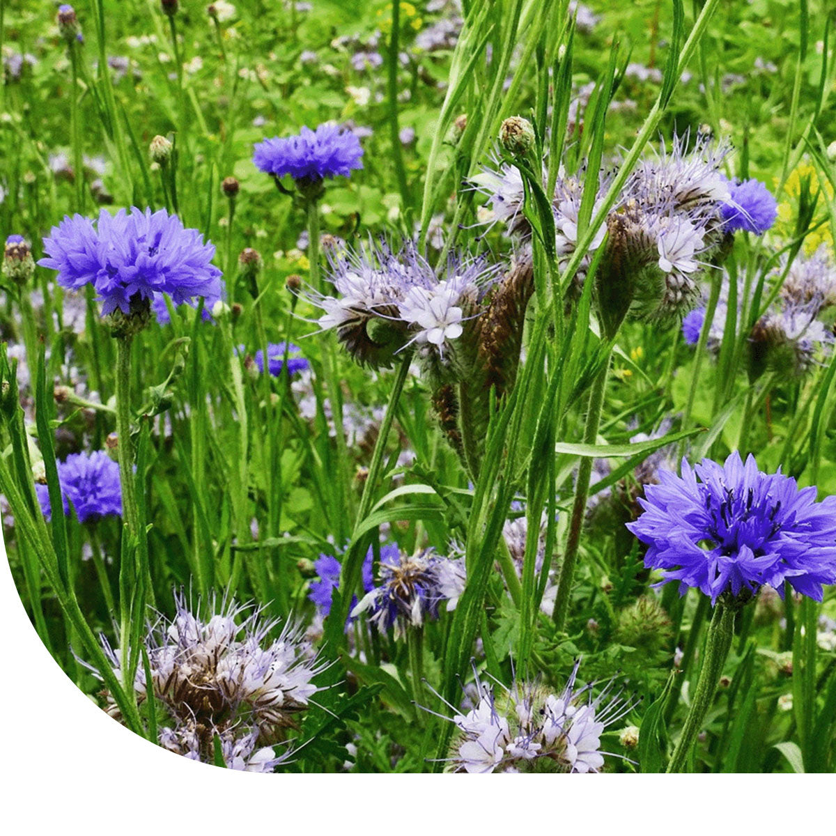 MRS Seeds & Mixtures Brandenburger Bijenmengsel