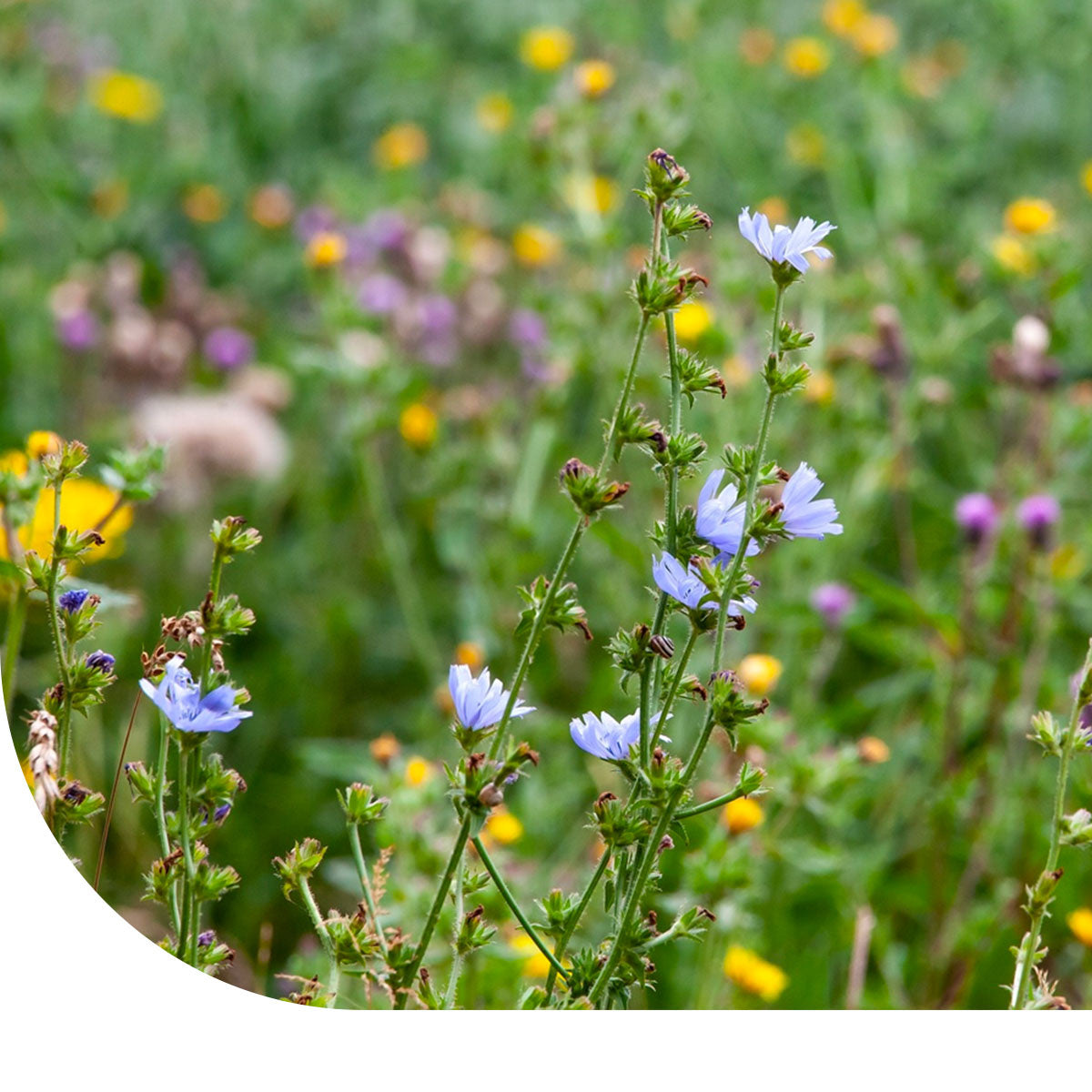 MRS Seeds & Mixtures BWK1 - Beweidingsmengsel kleigrond