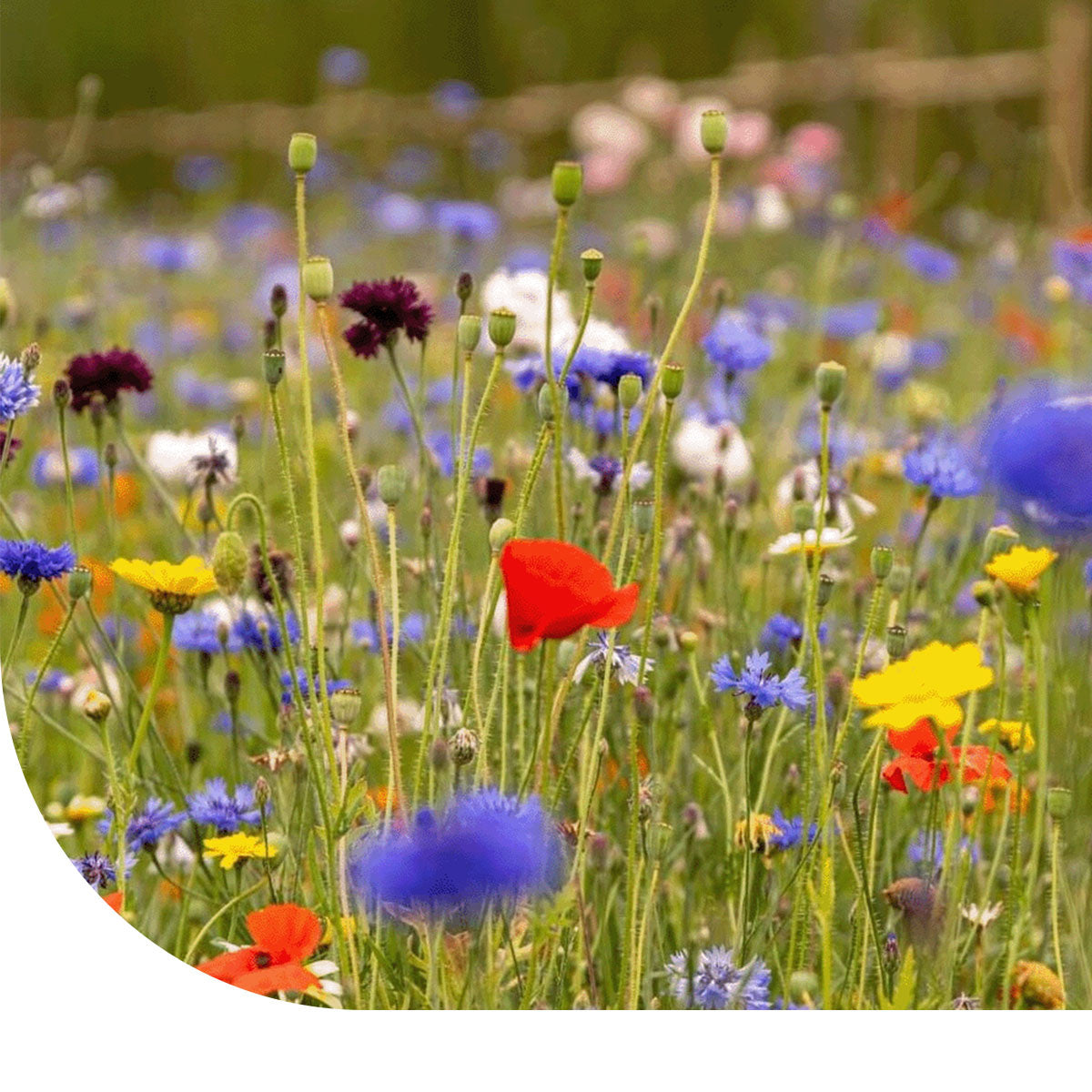 MRS Seeds & Mixtures C1 - Eetbaar Bloemenmengsel