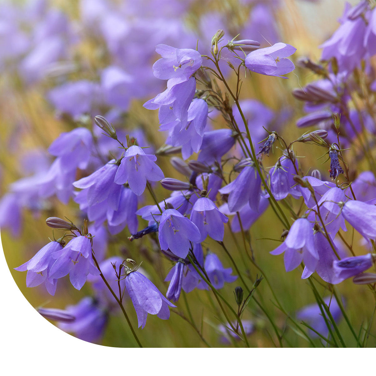 MRS Seeds & Mixtures Campanule à feuilles rondes - Campanula rotundifolia [fr]