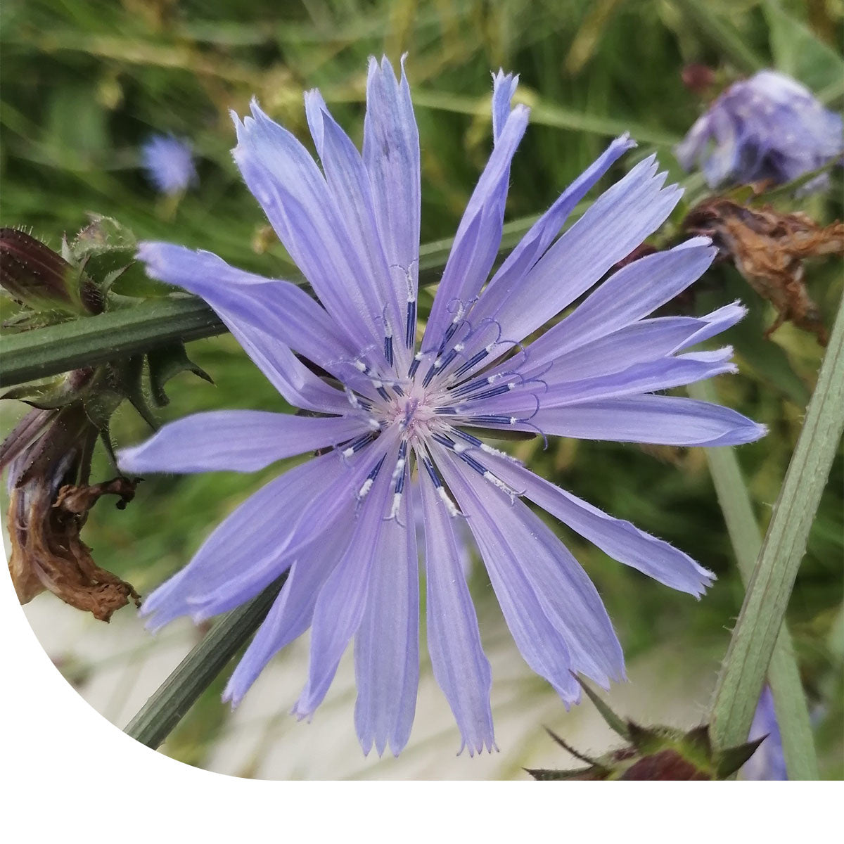 MRS Seeds & Mixtures Cichorei - Selvatico da campo