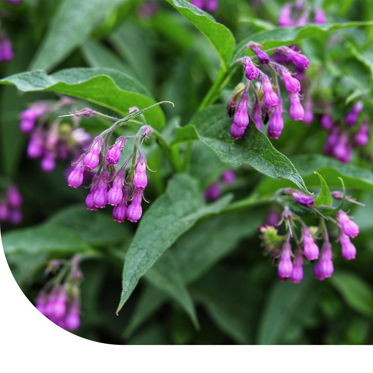 MRS Seeds & Mixtures Consoude officinale – Symphytum officinale [fr]