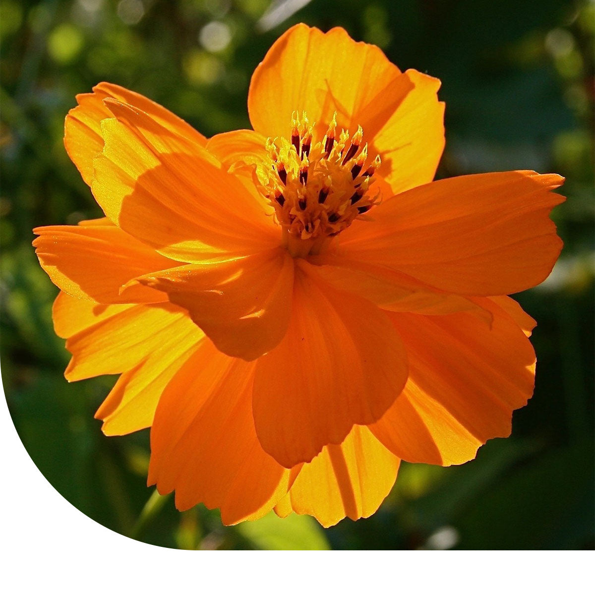 MRS Seeds & Mixtures Cosmea 'Bright Lights' - gemengd