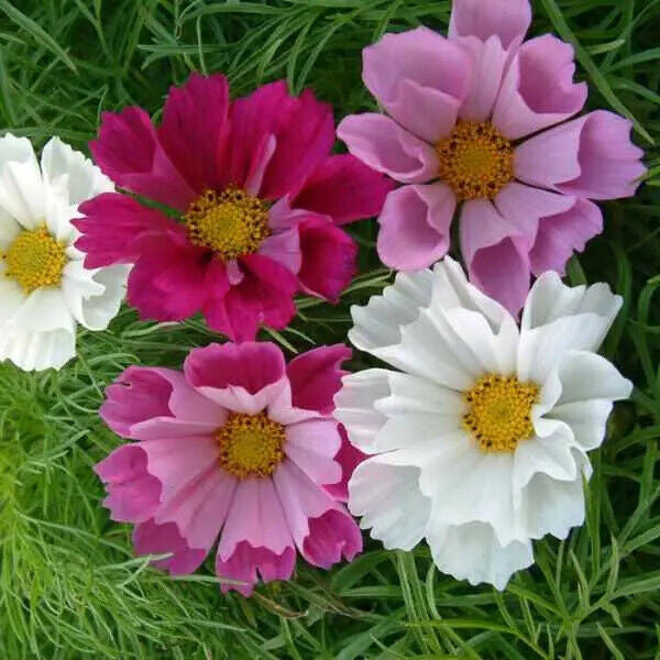MRS Seeds & Mixtures Cosmea - Cosmos 'Sea Shells' mix [nl]
