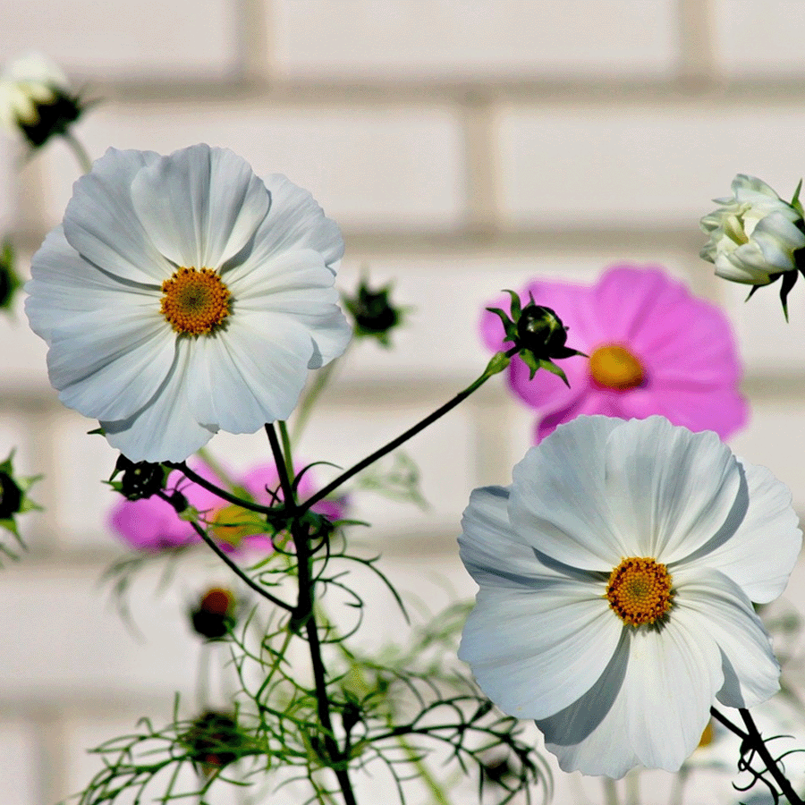 MRS Seeds & Mixtures Cosmea - Cosmos Sensation Mix [nl]