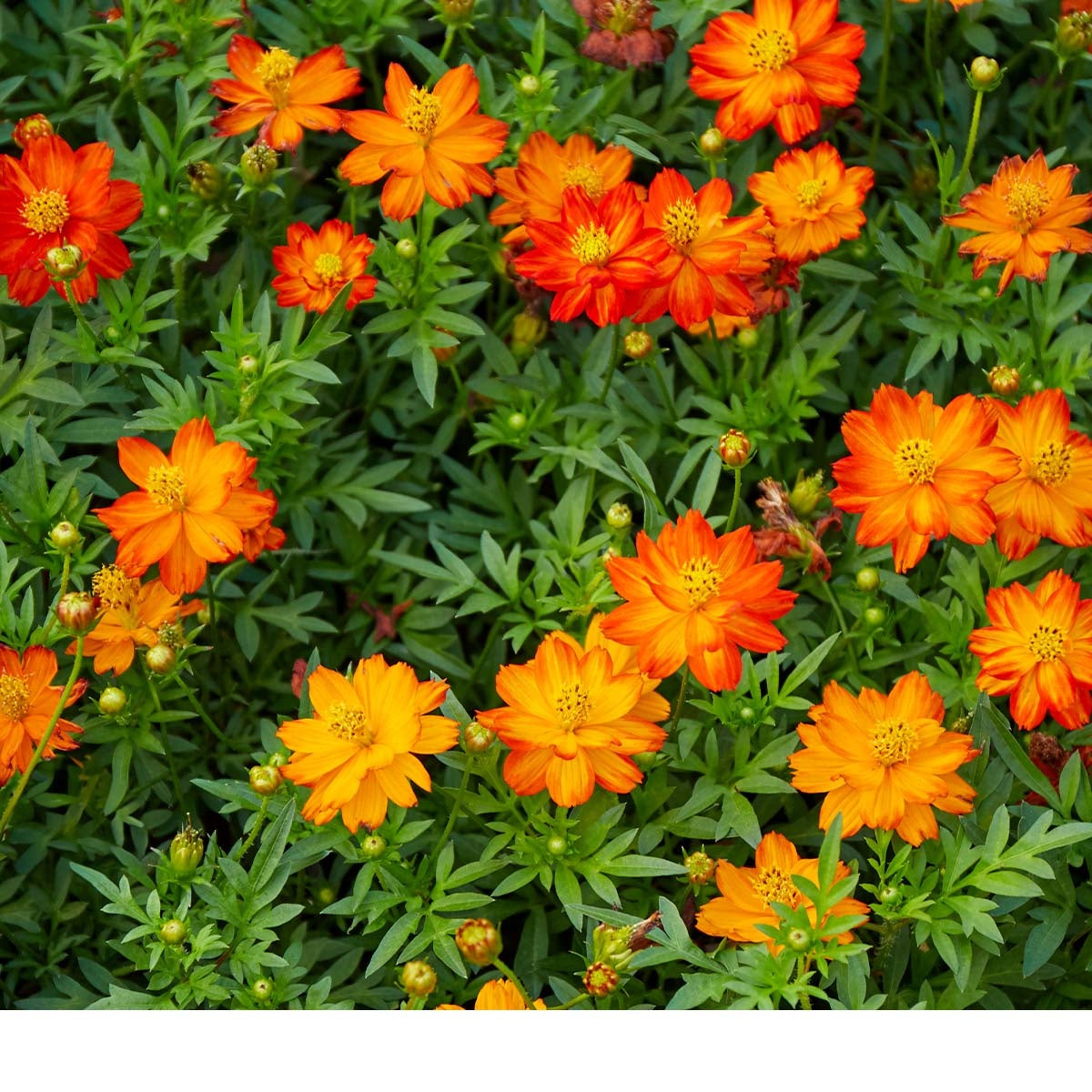 MRS Seeds & Mixtures Cosmea gemengd 'Ladybird' - Cosmos sulphureus [nl]
