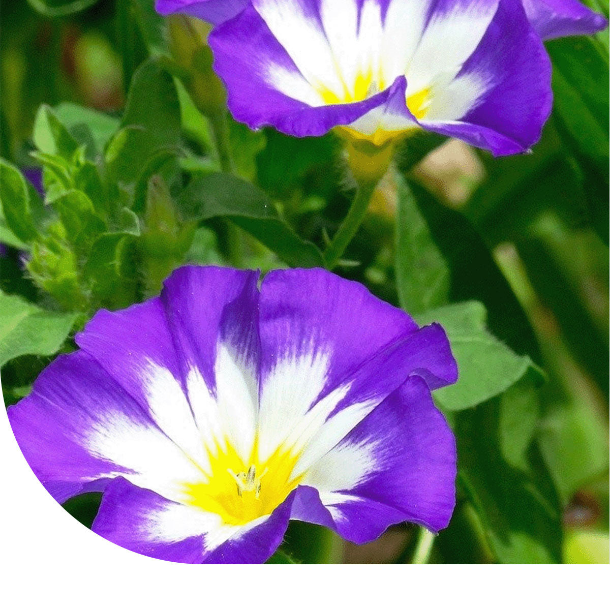 MRS Seeds & Mixtures Dagschone - Convolvulus Tricolor