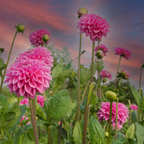 MRS Seeds & Mixtures Dahlia Variabilis - Unwin's Hybride gemengd
