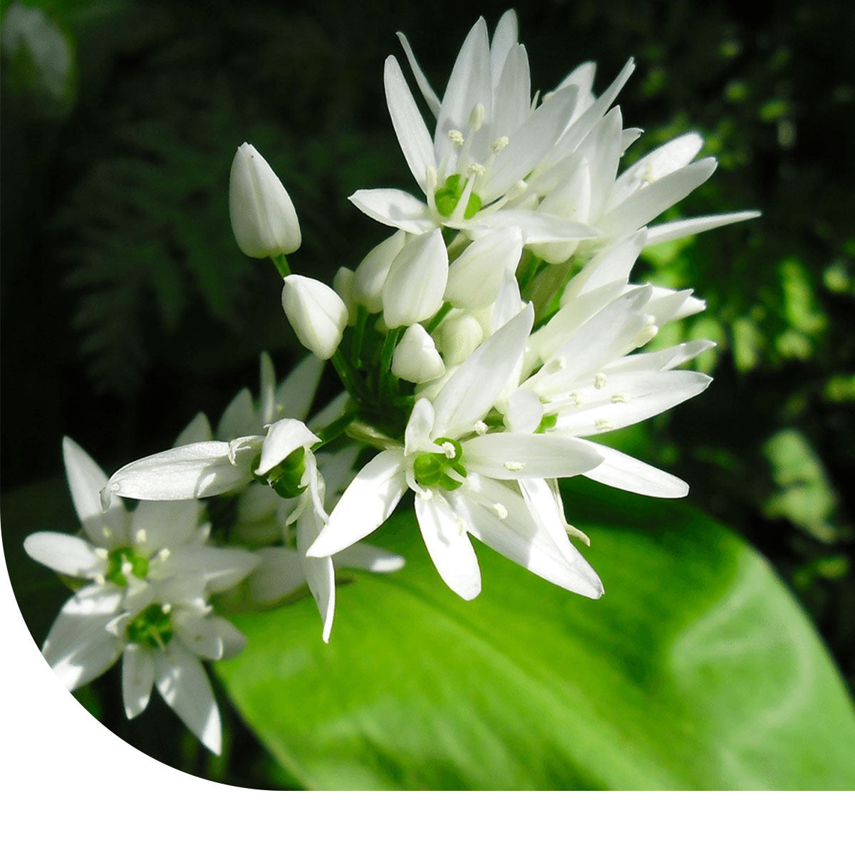 MRS Seeds & Mixtures Daslook - Allium ursinum