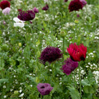 MRS Seeds & Mixtures Droogbloemenmengsel - 21 soorten