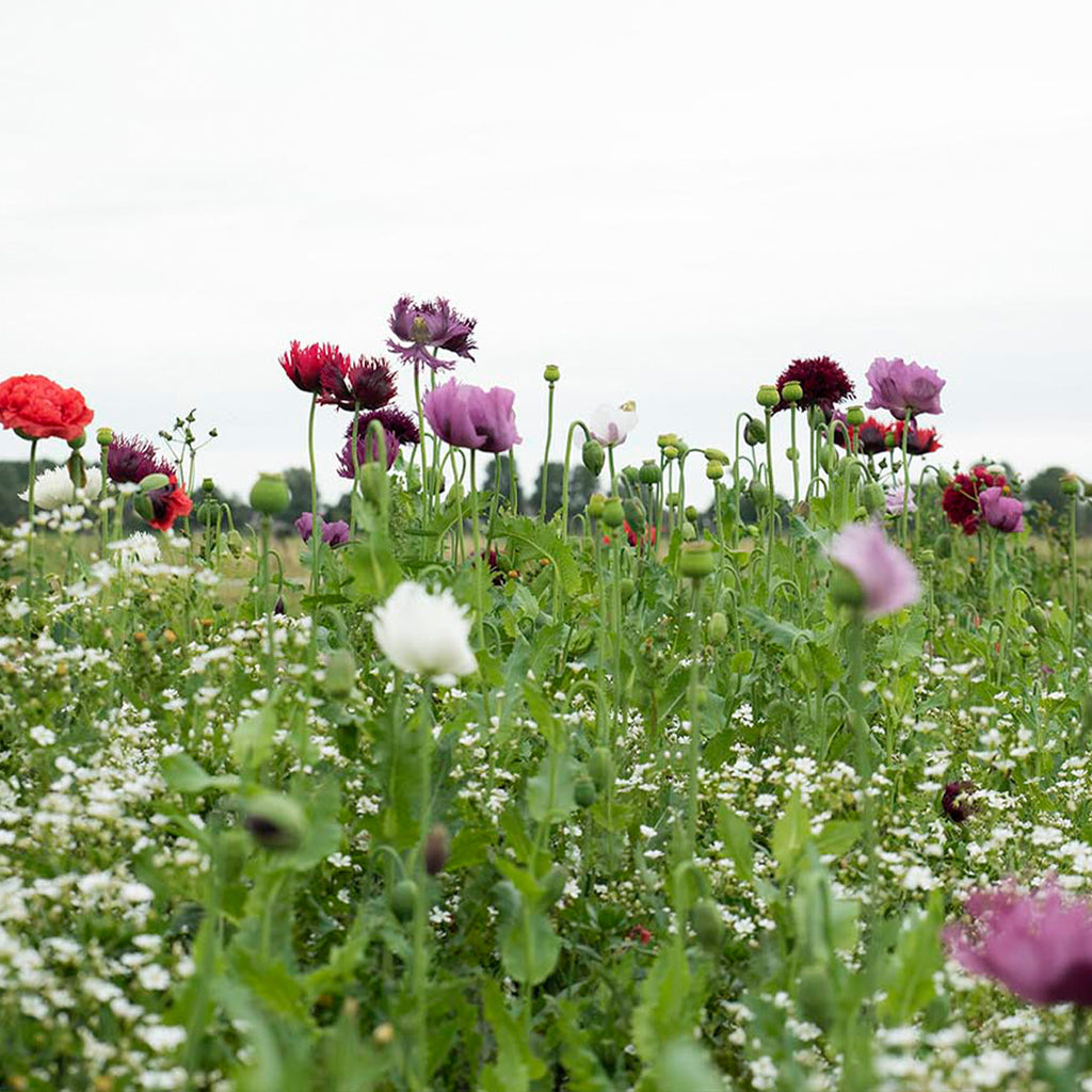 MRS Seeds & Mixtures Droogbloemenmengsel - 21 soorten