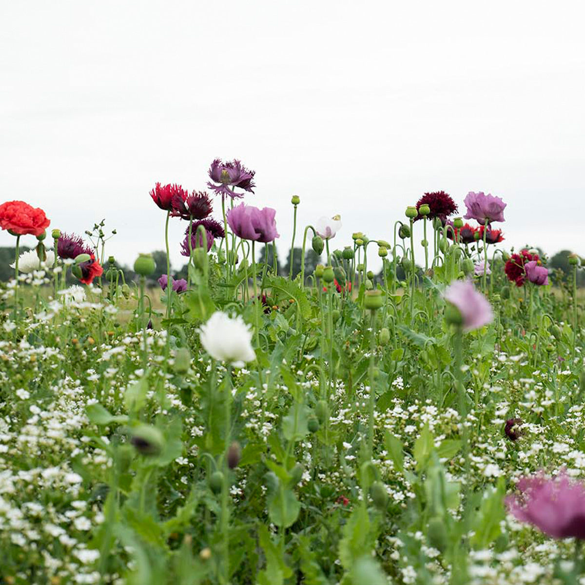 MRS Seeds & Mixtures Droogbloemenmengsel - 21 soorten
