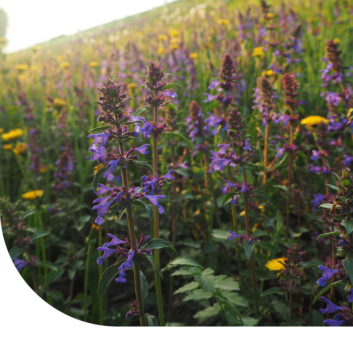 MRS Seeds & Mixtures Droogteresistent bloemenmengsel