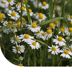MRS Seeds & Mixtures Echte Kamille - Matricaria chamomilla