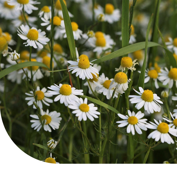 Echte Kamille – Matricaria chamomilla – Mulder Retail B.V