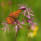 MRS Seeds & Mixtures Echte Koekoeksbloem – Silene flos-cuculi