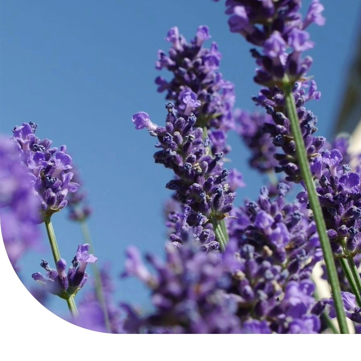 MRS Seeds & Mixtures Echte Lavendel - Lavandula angustifolia