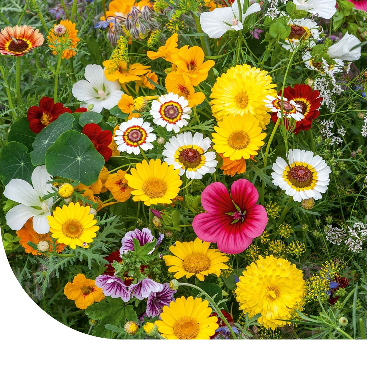 MRS Seeds & Mixtures Eetbare Bloemen Mix