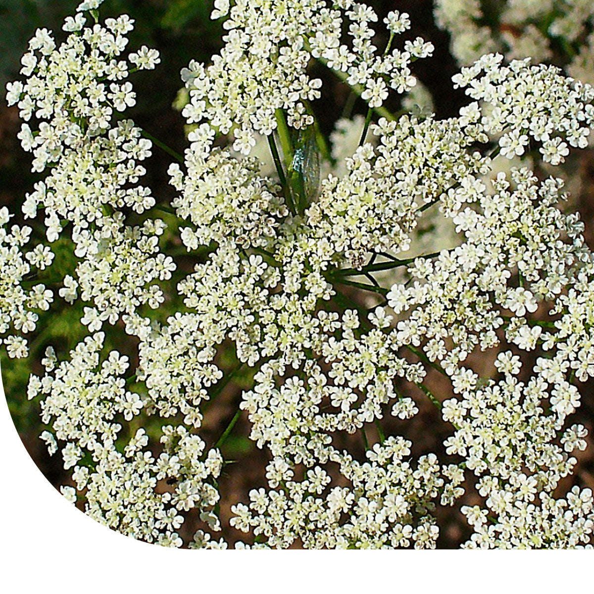 MRS Seeds & Mixtures Fijn akkerscherm 'The Giant' - Ammi visnaga