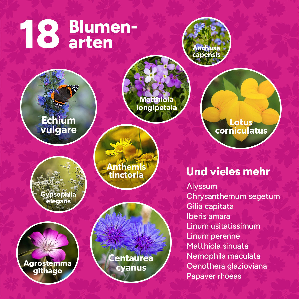 MRS Seeds & Mixtures Flower Bombs - Samenbomben mix - Vielen Dank! [de]