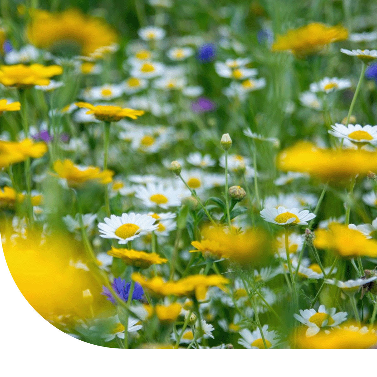 MRS Seeds & Mixtures G1 - Bloemrijk Graslandmengsel