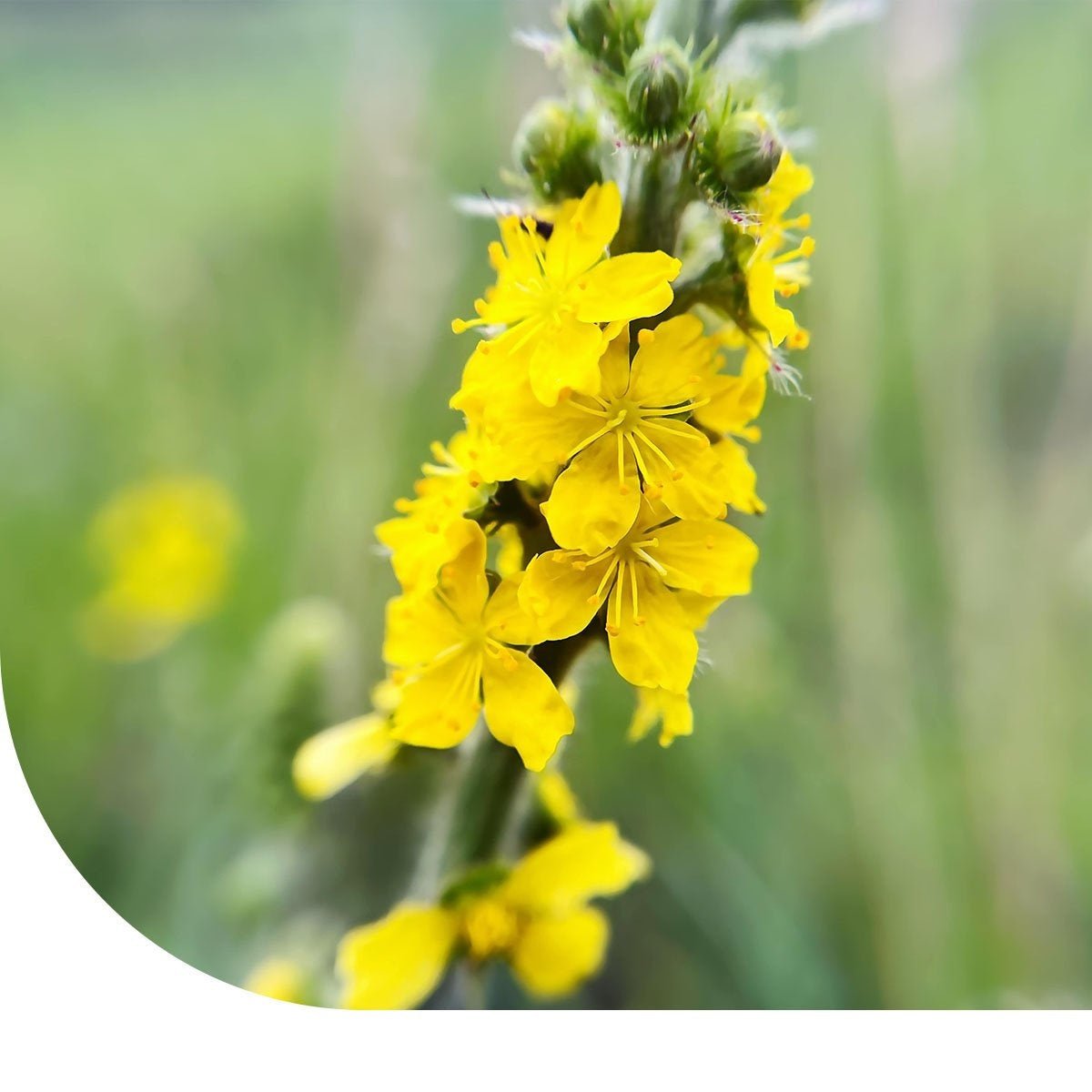 MRS Seeds & Mixtures Gemeiner Odermennig – Agrimonia eupatoria [de]