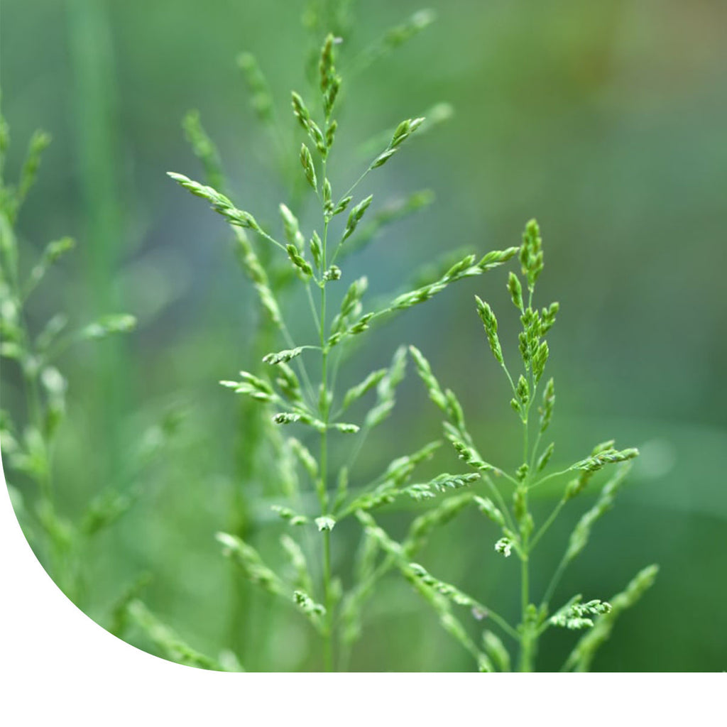 MRS Seeds & Mixtures Gewöhnliches Rispengras - Poa trivialis [de]