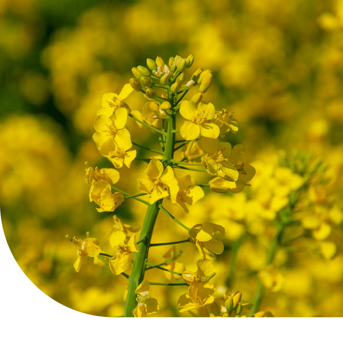 MRS Seeds & Mixtures Gewoon Barbarakruid - Barbarea vulgaris