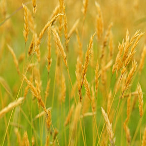 MRS Seeds & Mixtures Gewoon Reukgras - Anthoxanthum odoratum