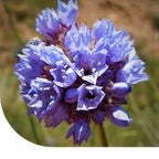MRS Seeds & Mixtures Gilia - Gilia capitata