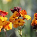 MRS Seeds & Mixtures Goldlack - Erysimum Allioni [de]