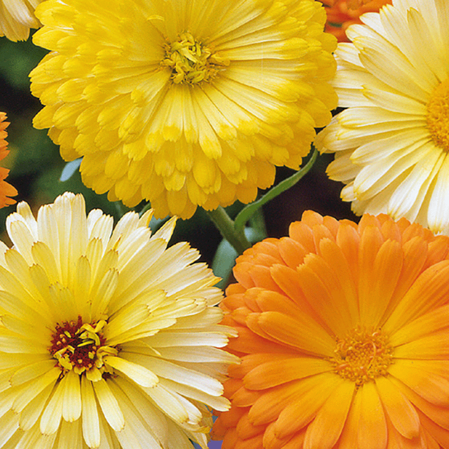 MRS Seeds & Mixtures Goudsbloem 'Pacific Beauty' - gemengd [nl]