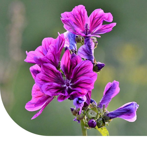 Wilde Malve - Malva sylvestris