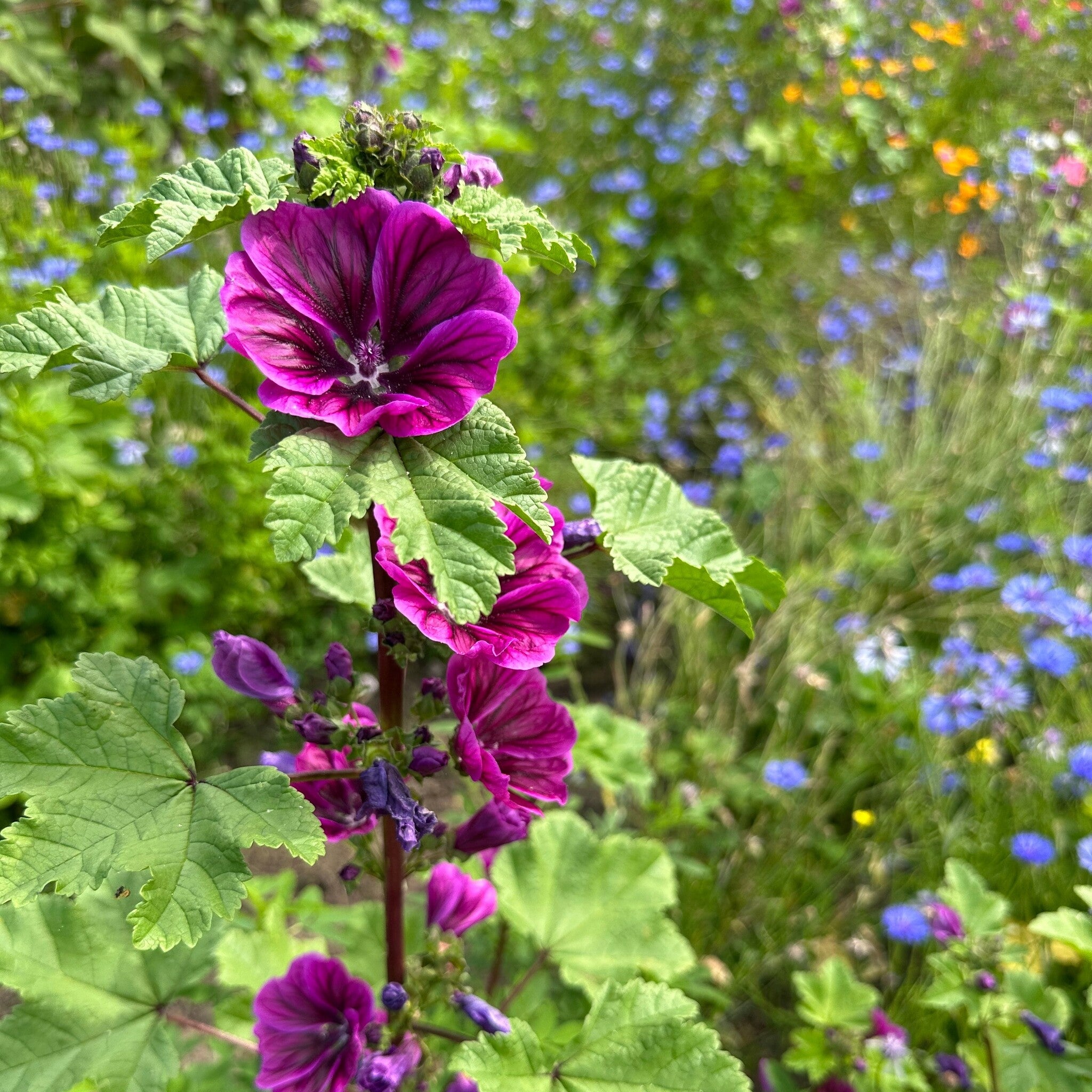 MRS Seeds & Mixtures Groot Kaasjeskruid - Malva sylvestris [nl]