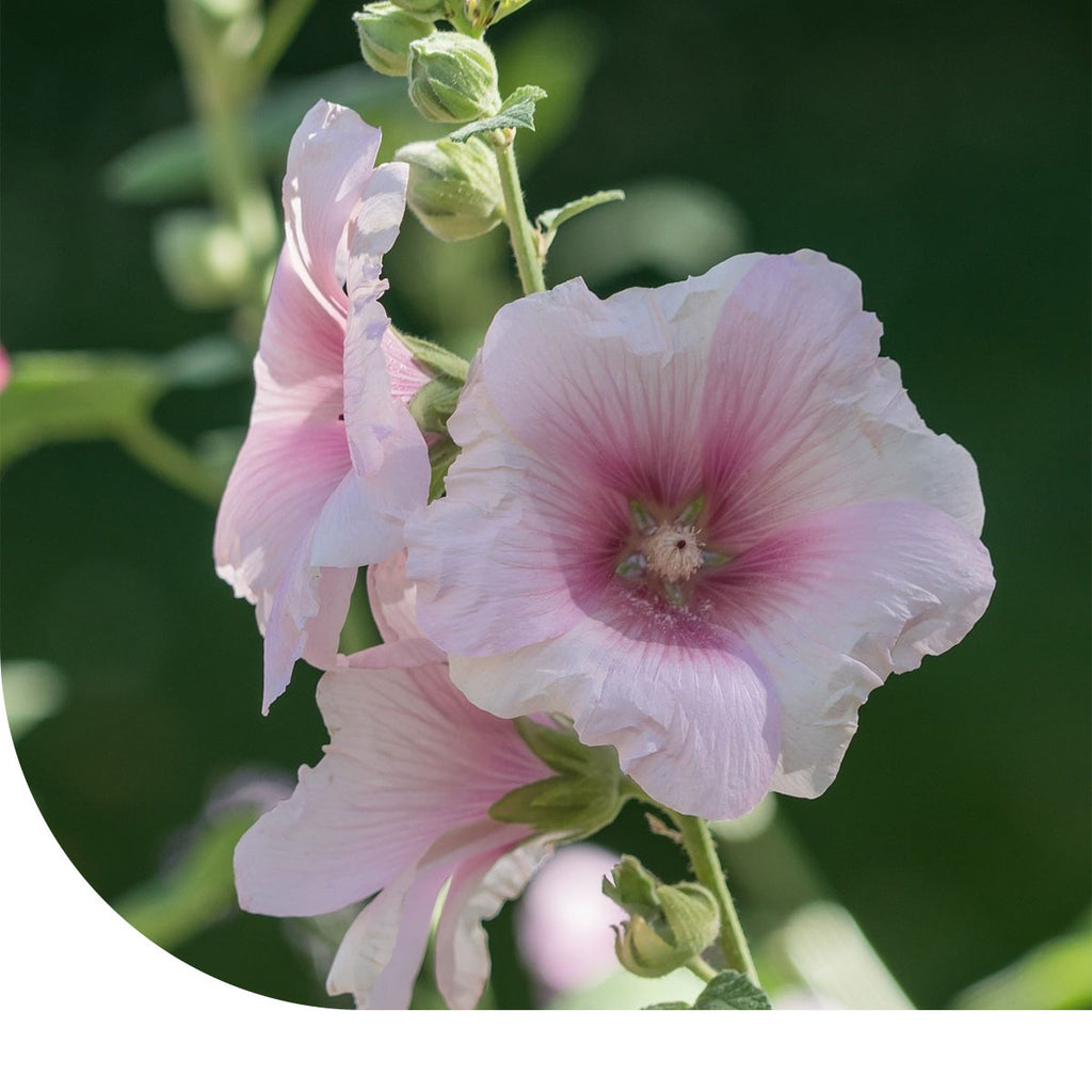 MRS Seeds & Mixtures Grootbloemige Lavatera -  Lavatera trimestris
