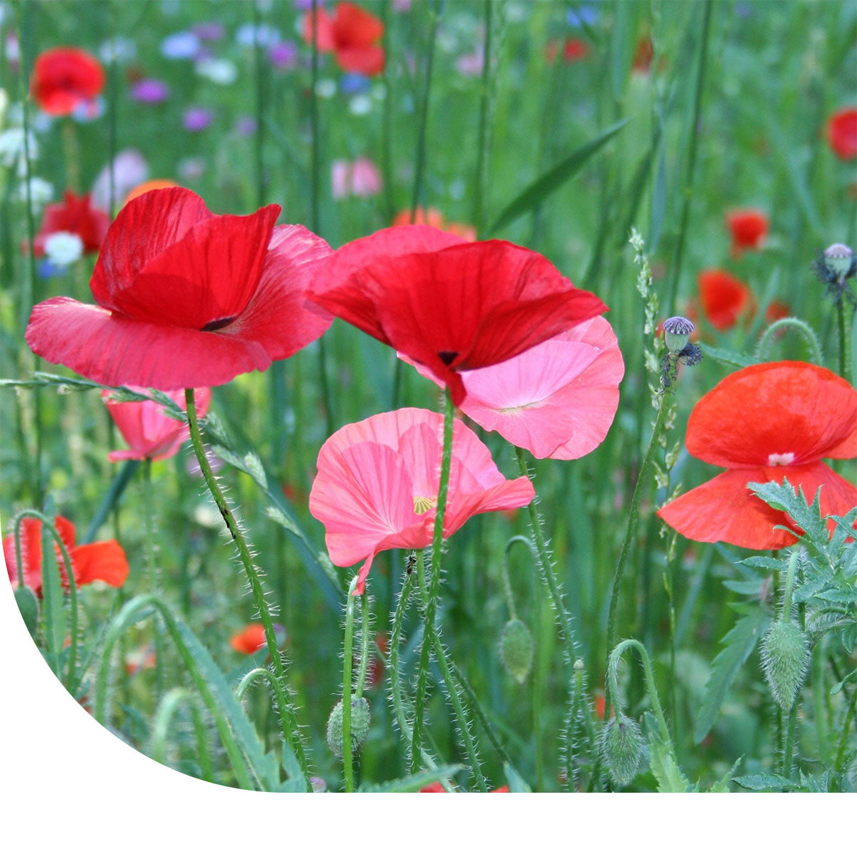 MRS Seeds & Mixtures Grote Klaproos  Dubbelbloemig - Papaver Rhoeas