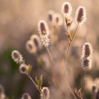 MRS Seeds & Mixtures Hasenklee - Trifolium arvense [de]