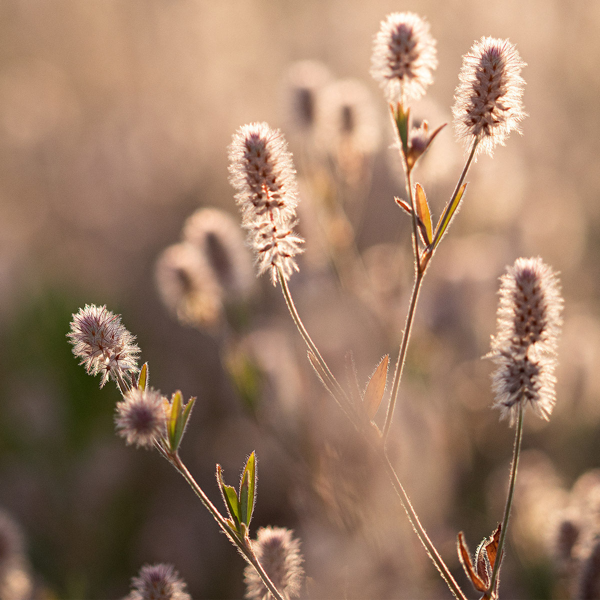 MRS Seeds & Mixtures Hasenklee - Trifolium arvense [de]