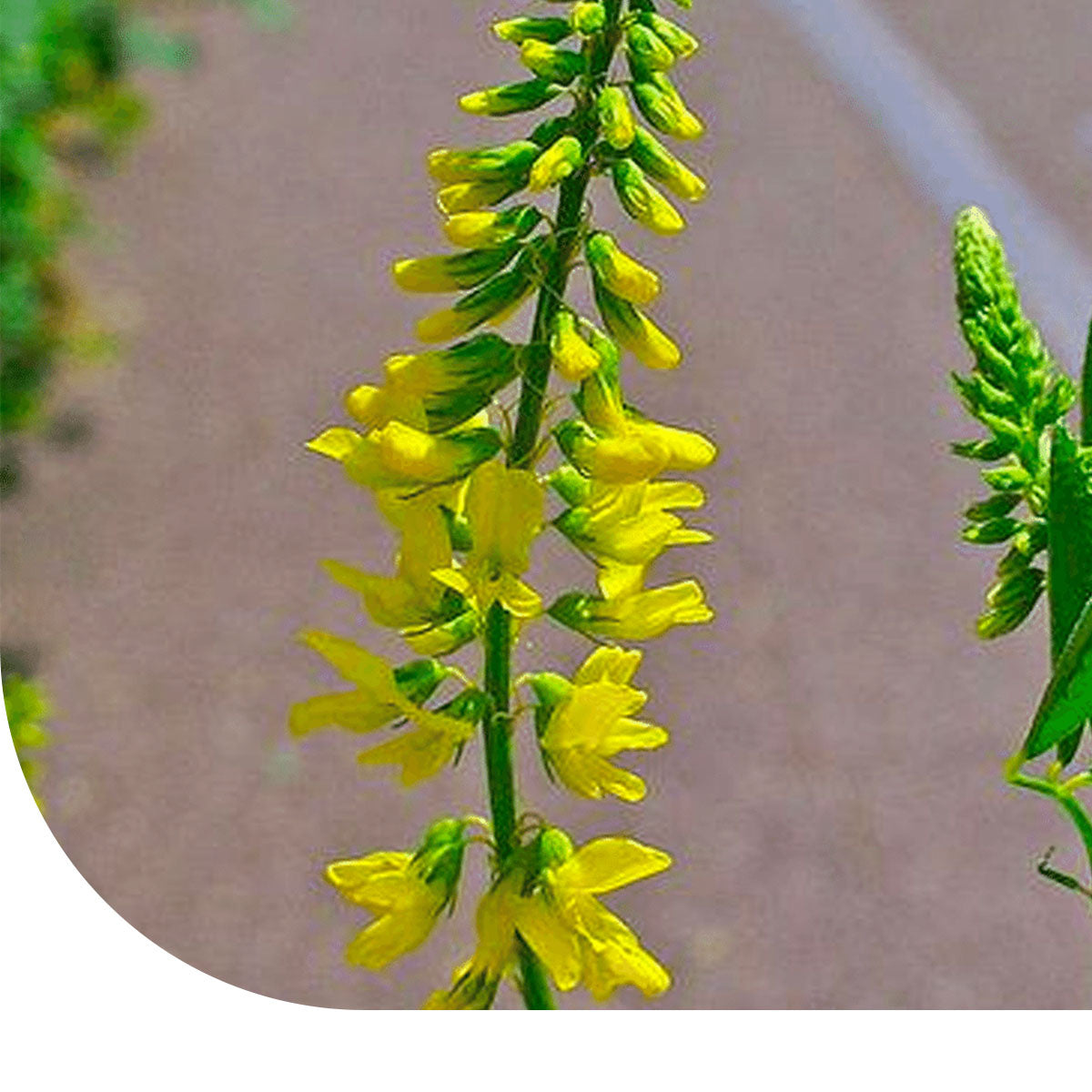 MRS Seeds & Mixtures Honingklaver - Melilotus officinalis