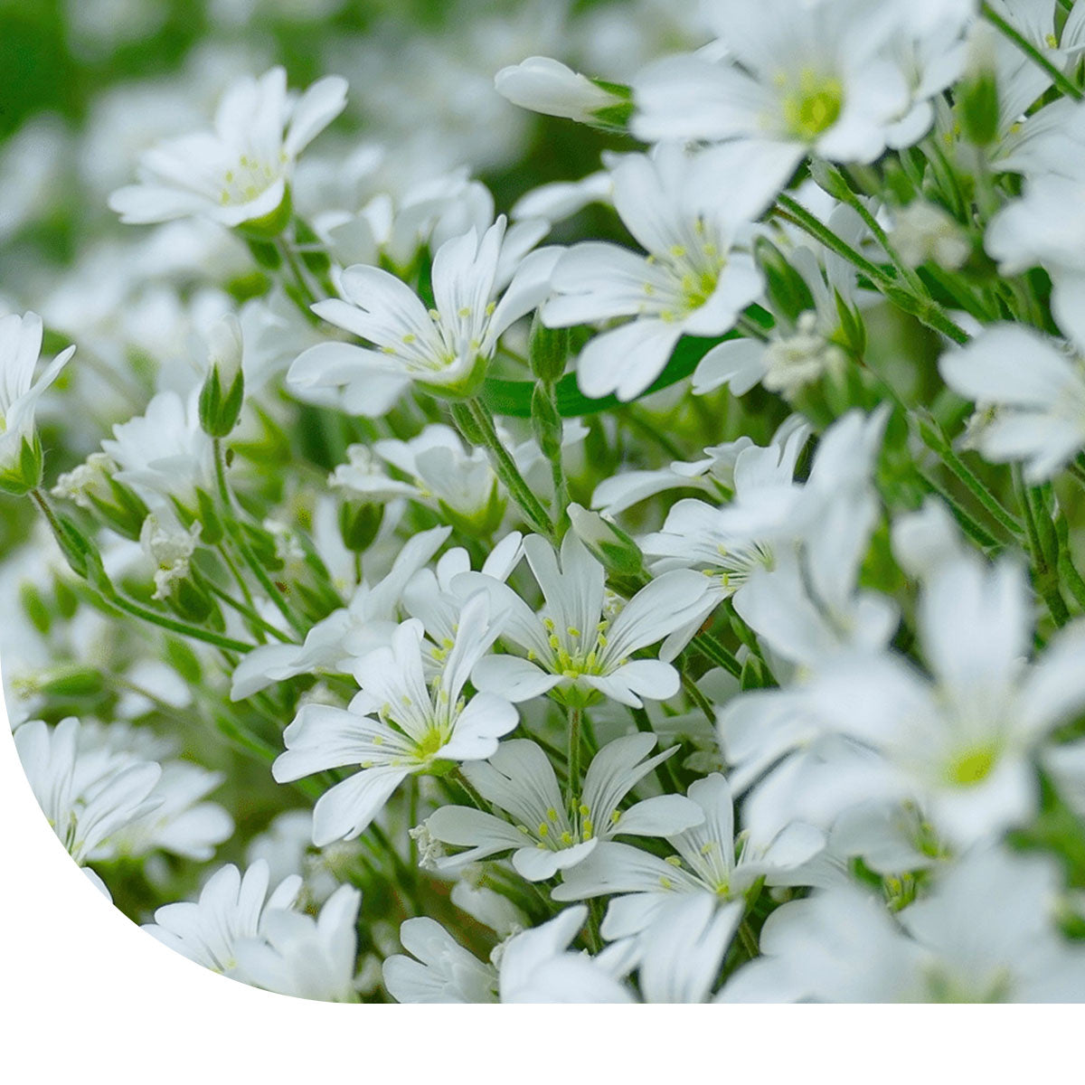 MRS Seeds & Mixtures Hoornbloem - Cerastium biebersteinii